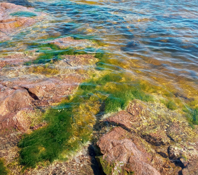 04 Ulva seaweed at the shore