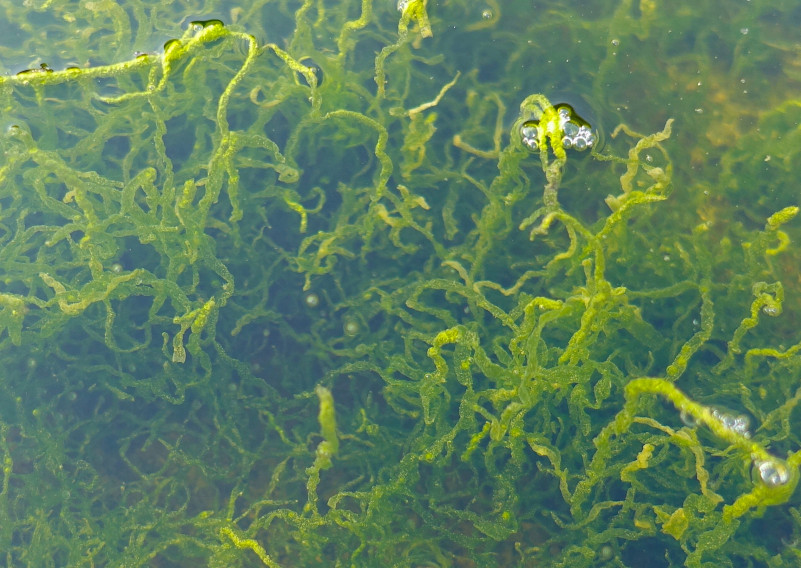 05 Ulva seaweed at the shore