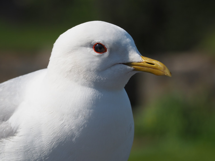09 Seagull 