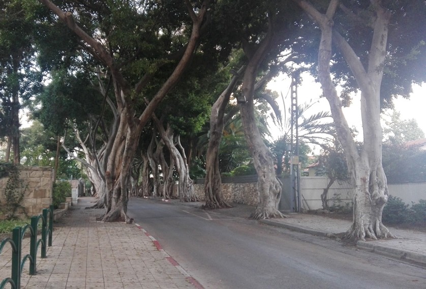 Lotte Lyon away herzliya 4